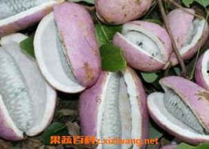 八月瓜怎么吃龙虾,创意烹饪，味蕾盛宴