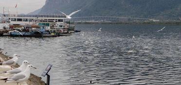 海埂大坝吃瓜,瓜田里的夏日盛宴